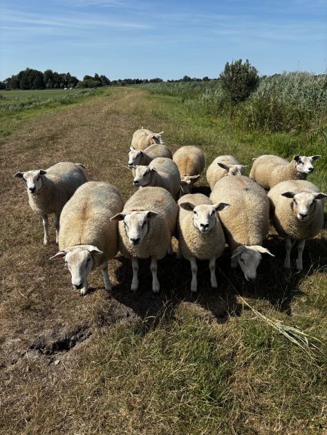 Beweidingsverbod regionale waterkeringen. Foto: Wetterskip Fryslân