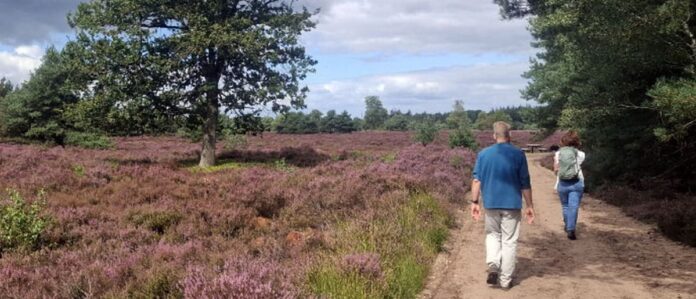 Heide. Foto: DwarsdoorSalland