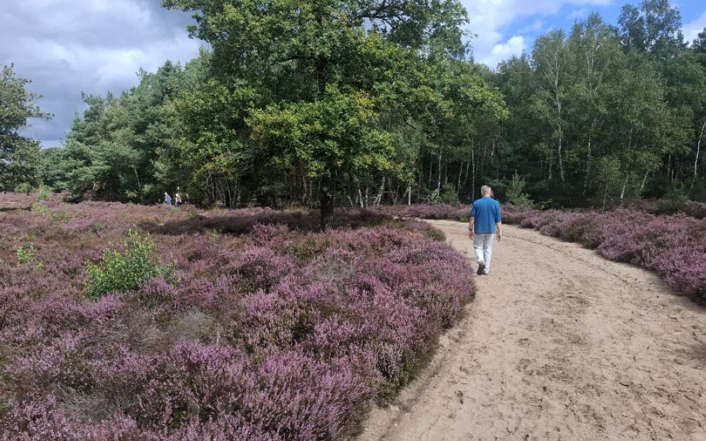 Heide. Foto: DwarsdoorSalland